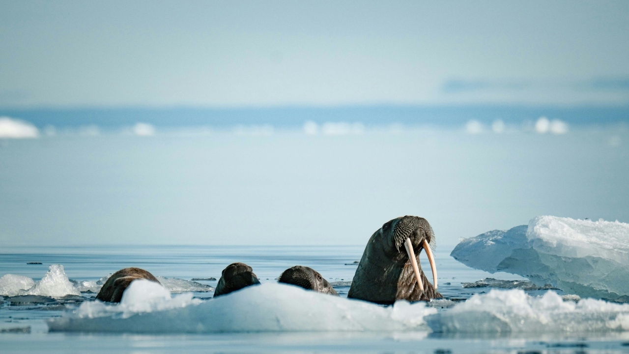 Моржи в холодной воде у льдины