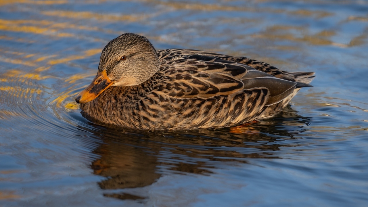 Серая дикая утка плавает в воде