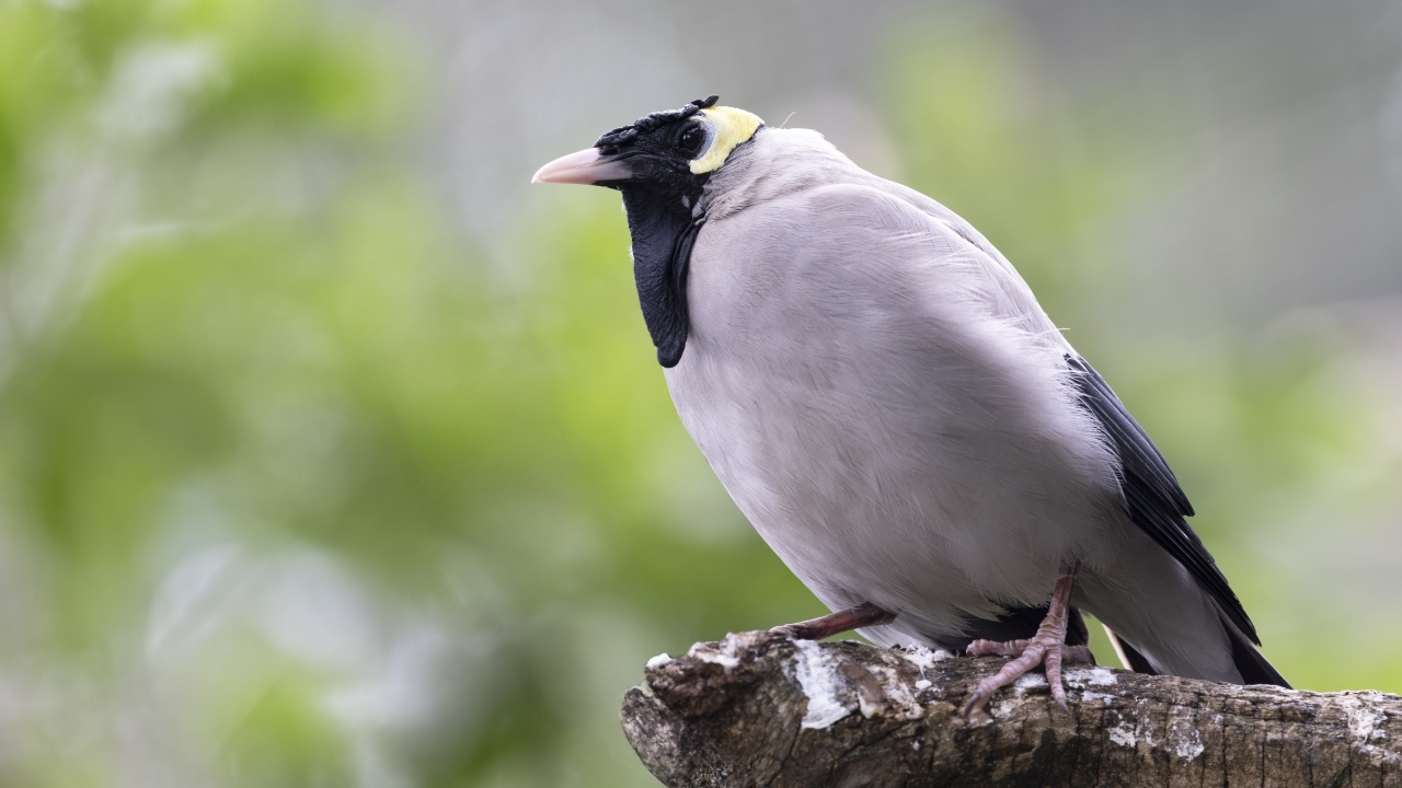 Большая серая птица сидит на ветке