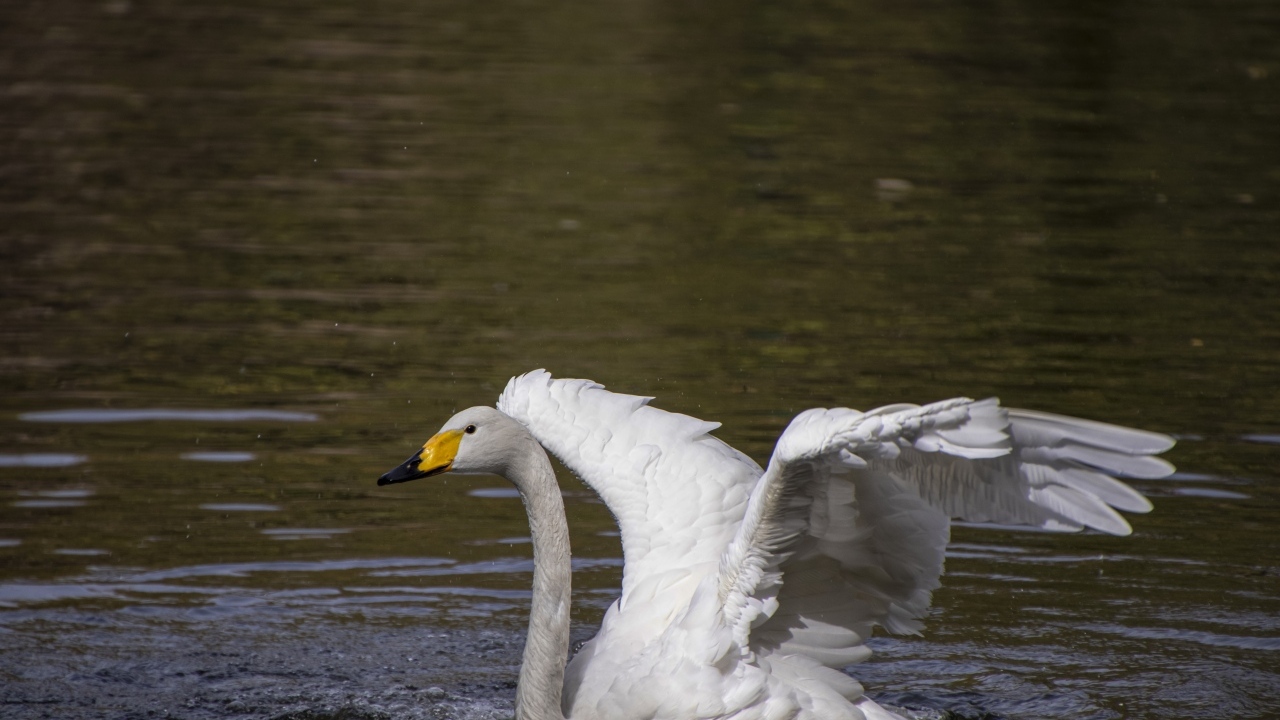 Красивый белый лебедь расправил крылья в воде 