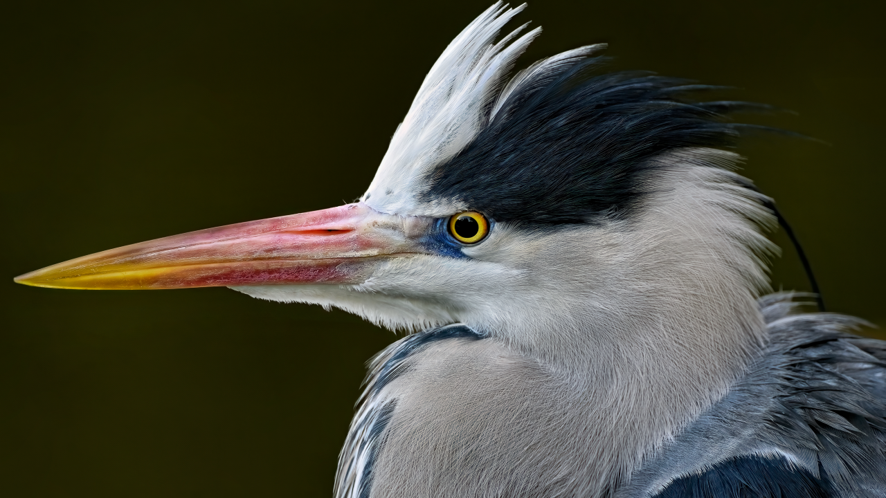 Серая цапля с острым красным клювом