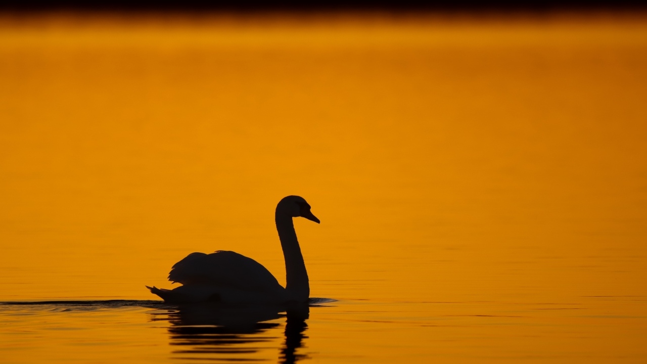 Силуэт лебедя в воде на закате
