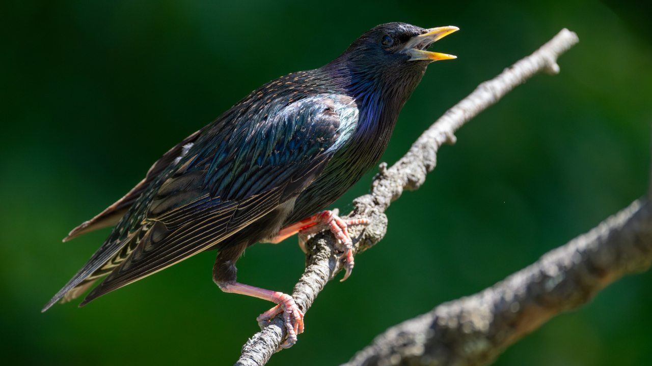 Скворец с открытым клювом на дереве 