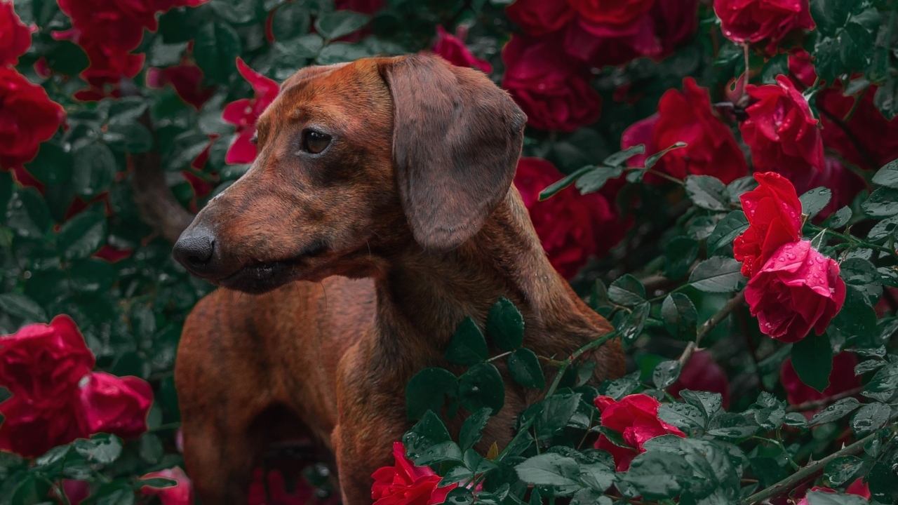 Коричневая такса в зарослях красной розы