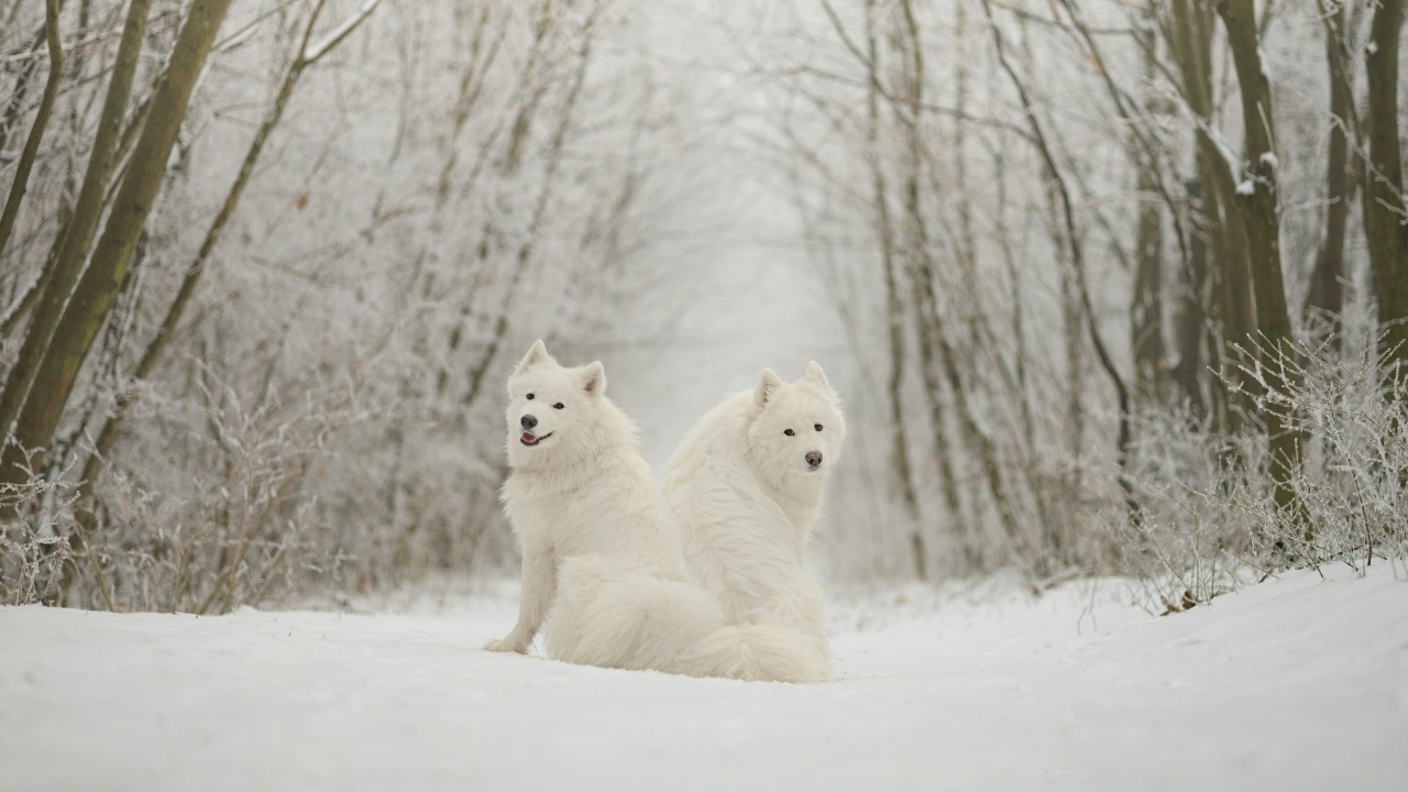 Две белые собаки самоедская лайка в лесу