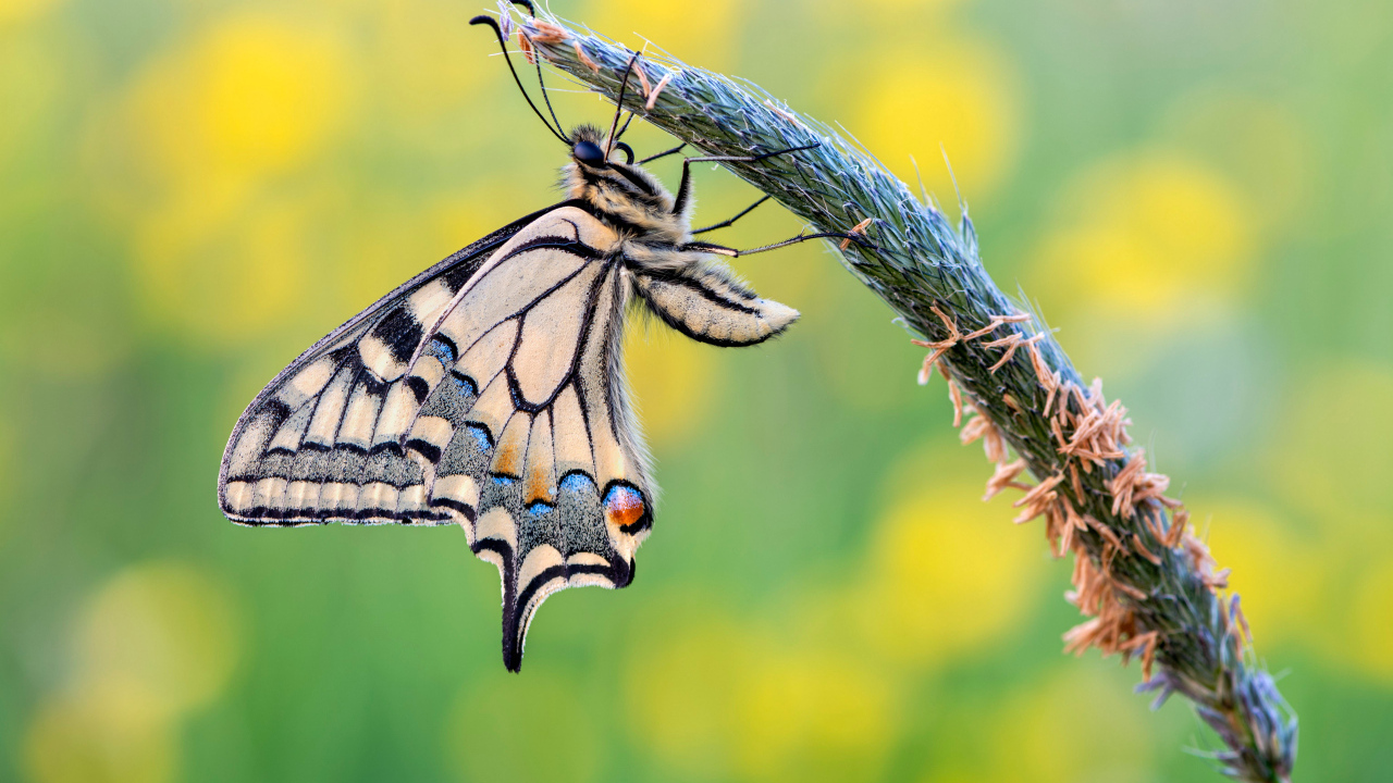 Красивая бабочка махаон сидит на колоске