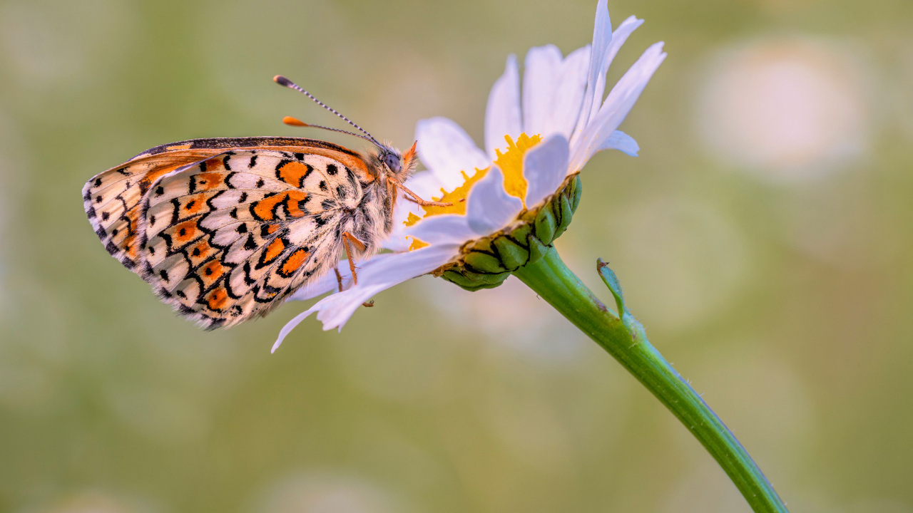 Бабочка сидит на белой садовой ромашке