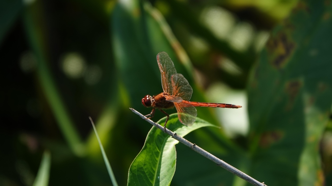 Стрекоза с прозрачными крыльями сидит на ветке