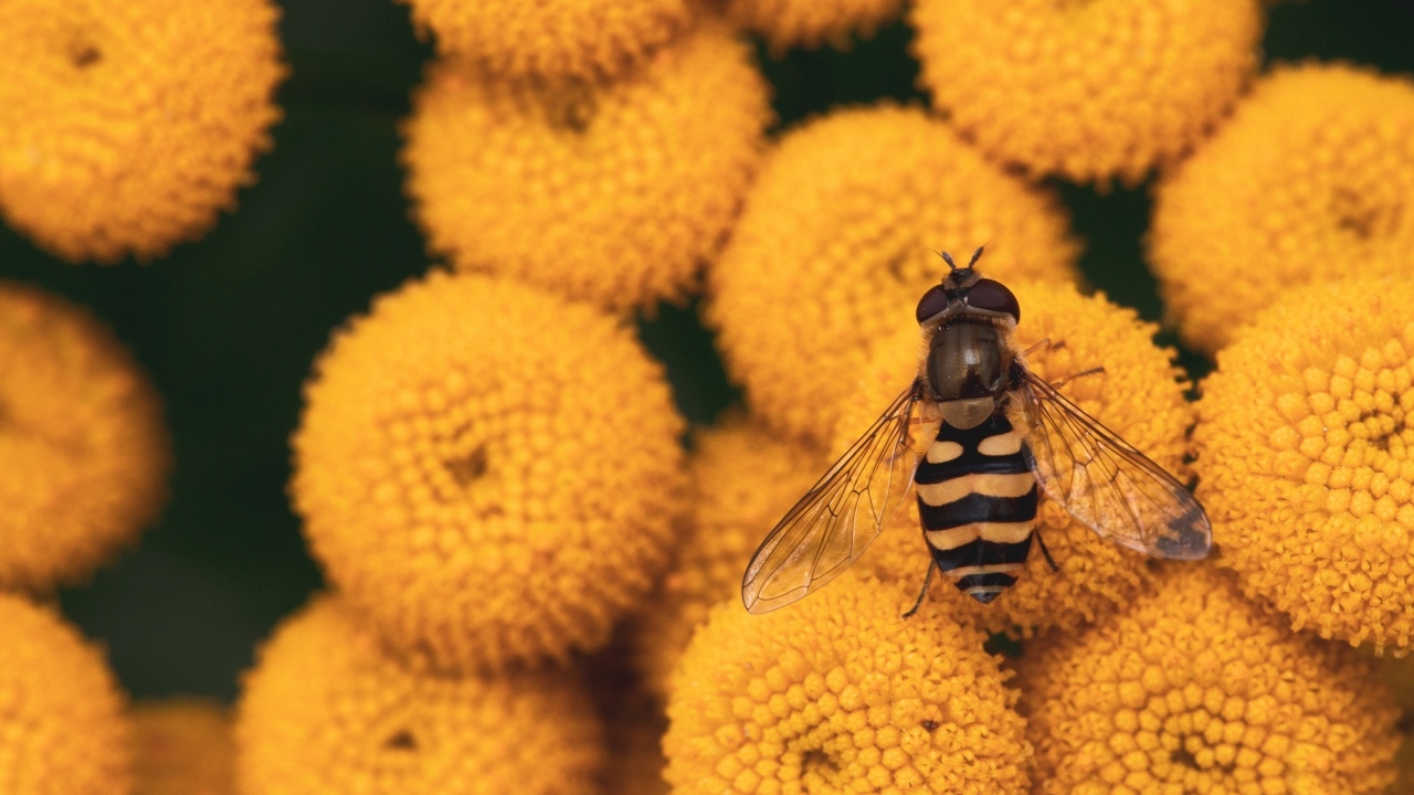 Муха сидит на желтых цветах пижмы