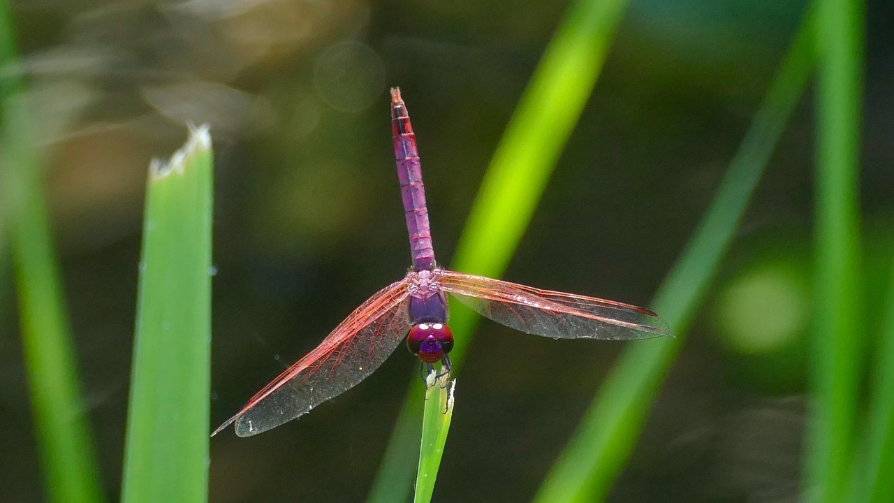 Сиреневая стрекоза сидит на зеленой траве