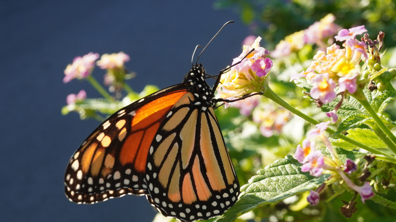 Коричневая бабочка на розовом комнатном цветке