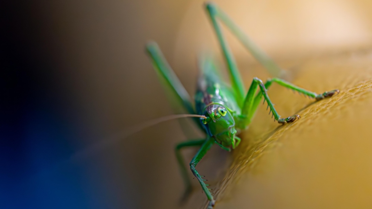 Большой зеленый кузнечик крупным планом