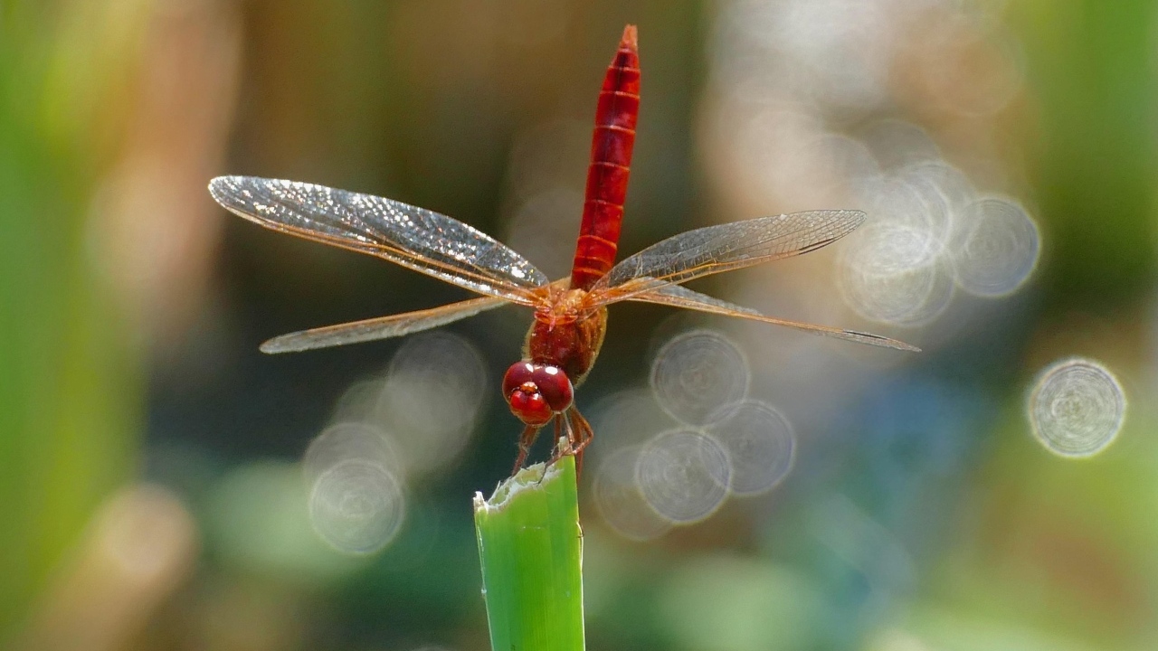 Красная стрекоза с большими крыльями сидит на зеленой траве