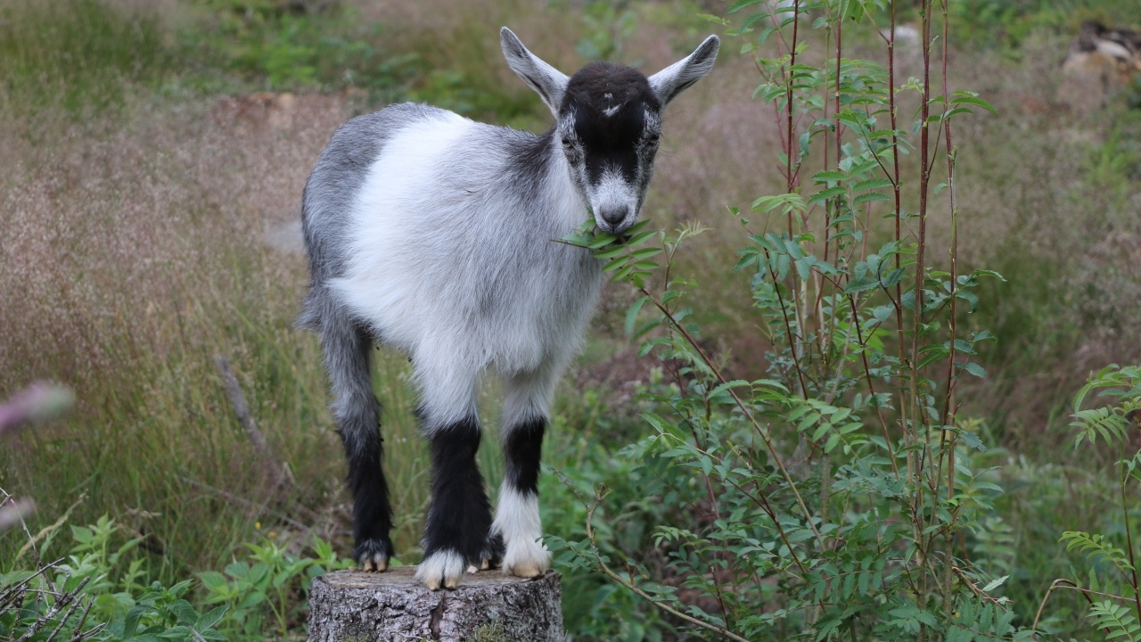 Маленький серый козленок стоит на пне