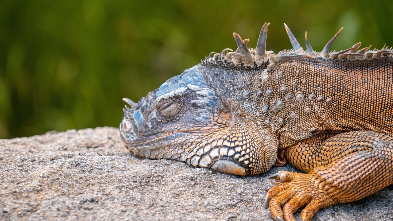 Большая игуана спит на камне