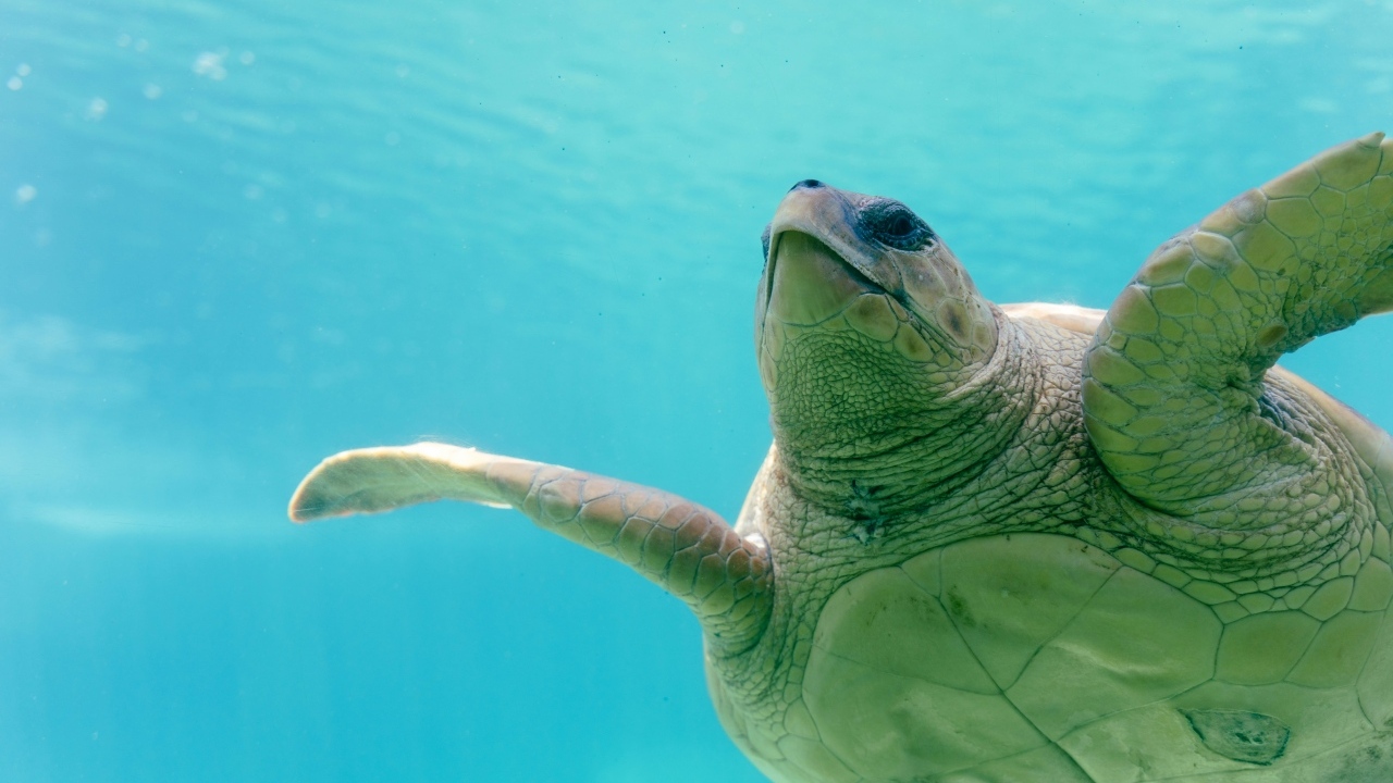 Большая черепаха плывет под водой