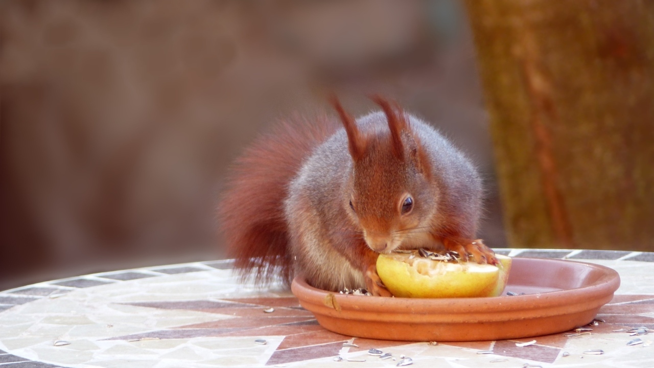Красивая рыжая белка лакомится фруктом