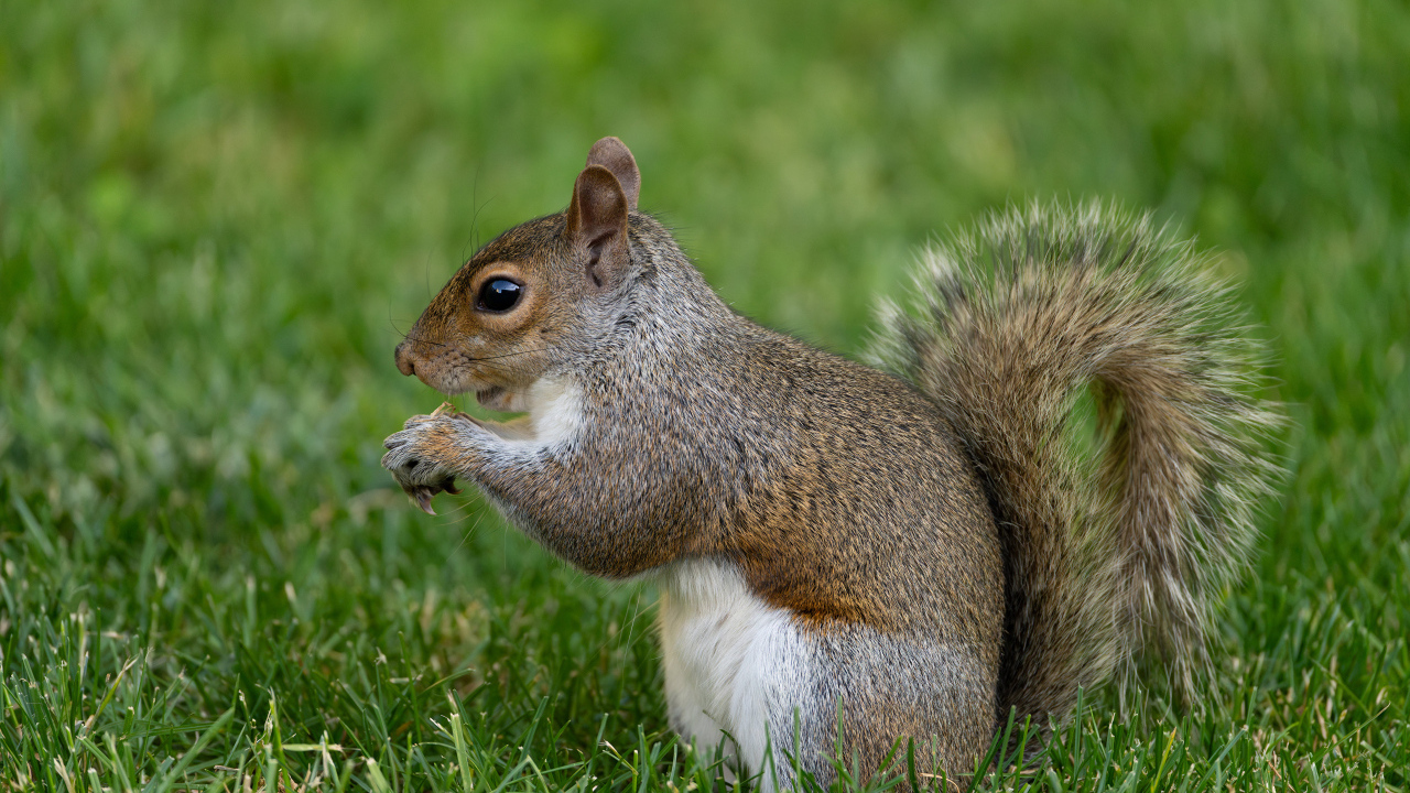 Большая белка с пушистым хвостом в зеленой траве