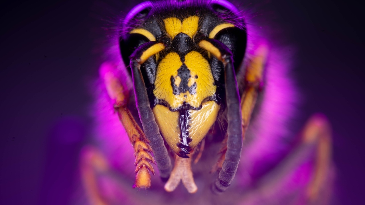 Голова пчелы макросъемка 