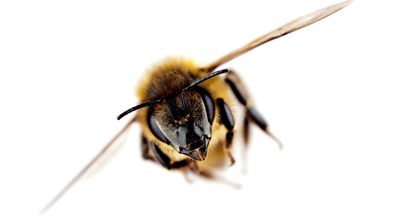 Пчела на белом фоне макросъемка