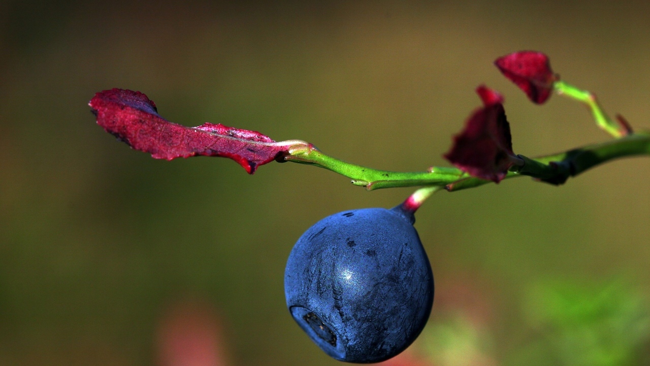 Ягода черники на ветке макросъемка