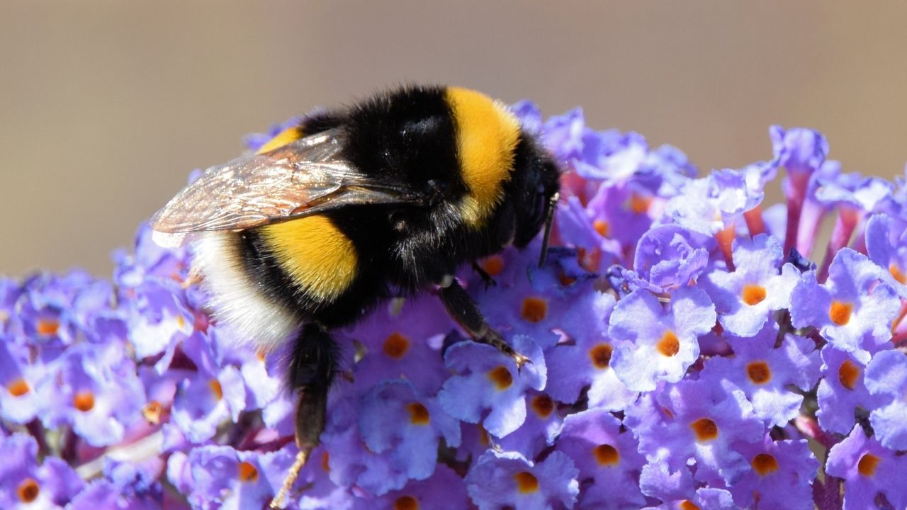 Маленький шмель на сиреневых цветах