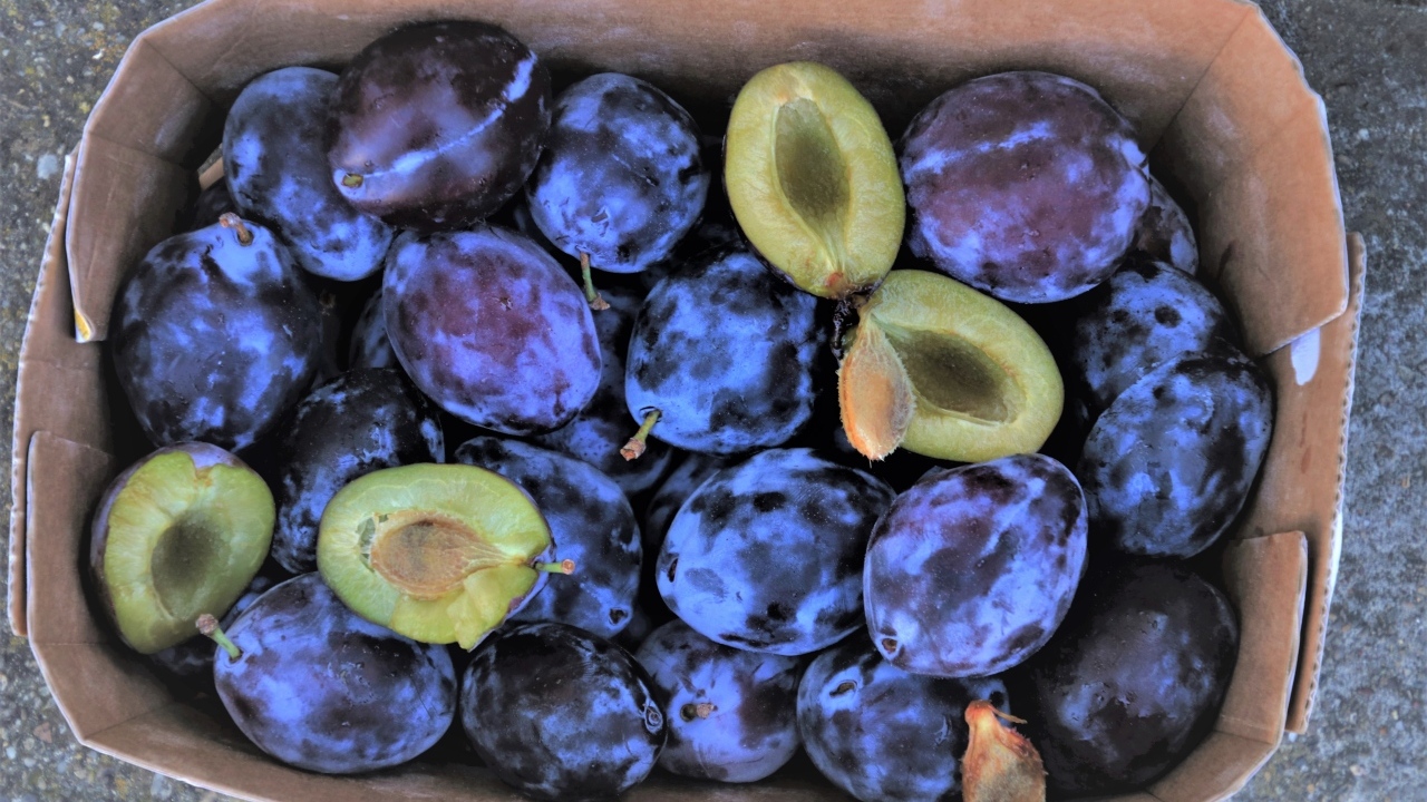 Синие сливы в коробке 