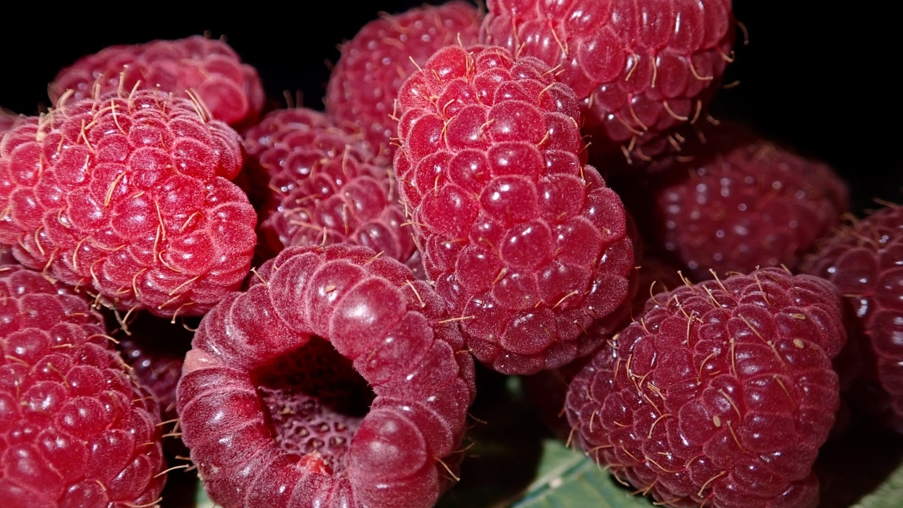 Крупная сочная красная малина 