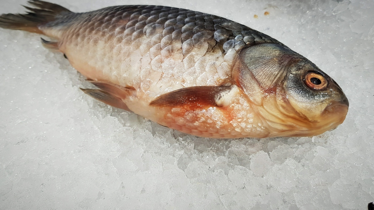 Карась лежит на мелком льду