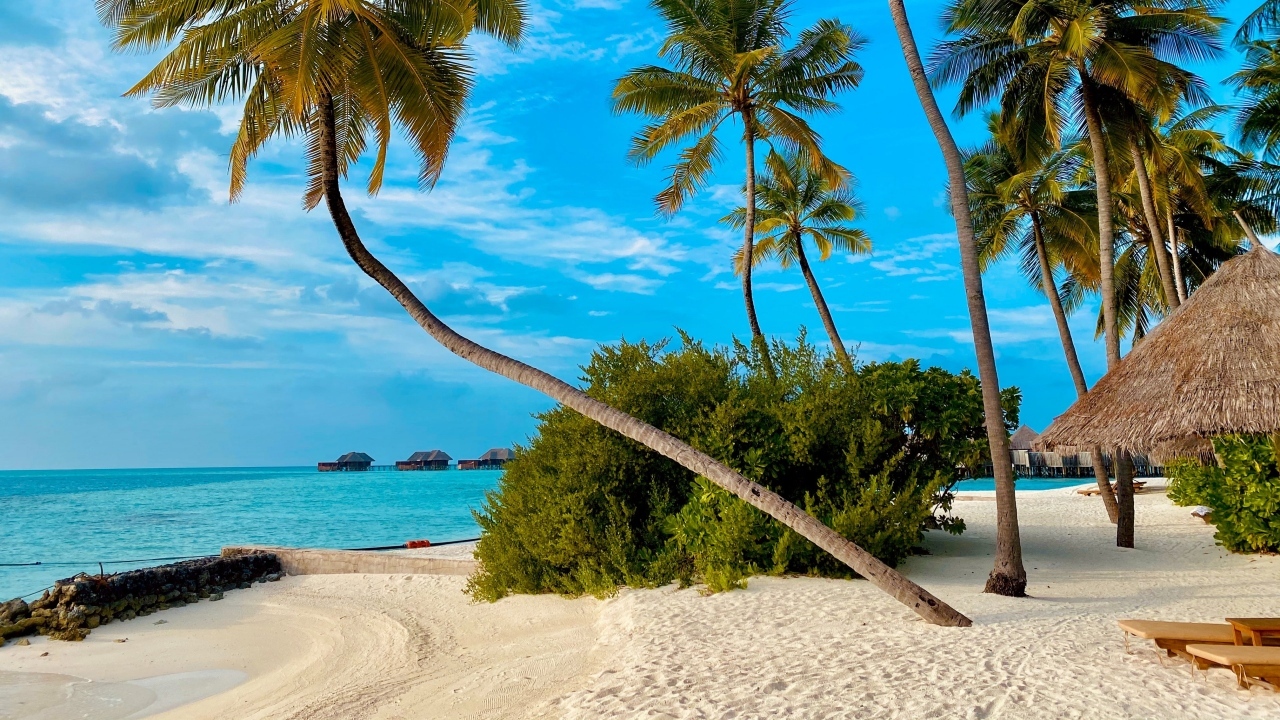 Высокие пальмы и белый песок на тропическом пляже