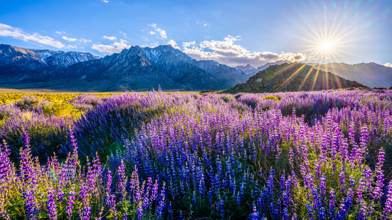 Яркое солнце над горами светит на поле с люпинами
