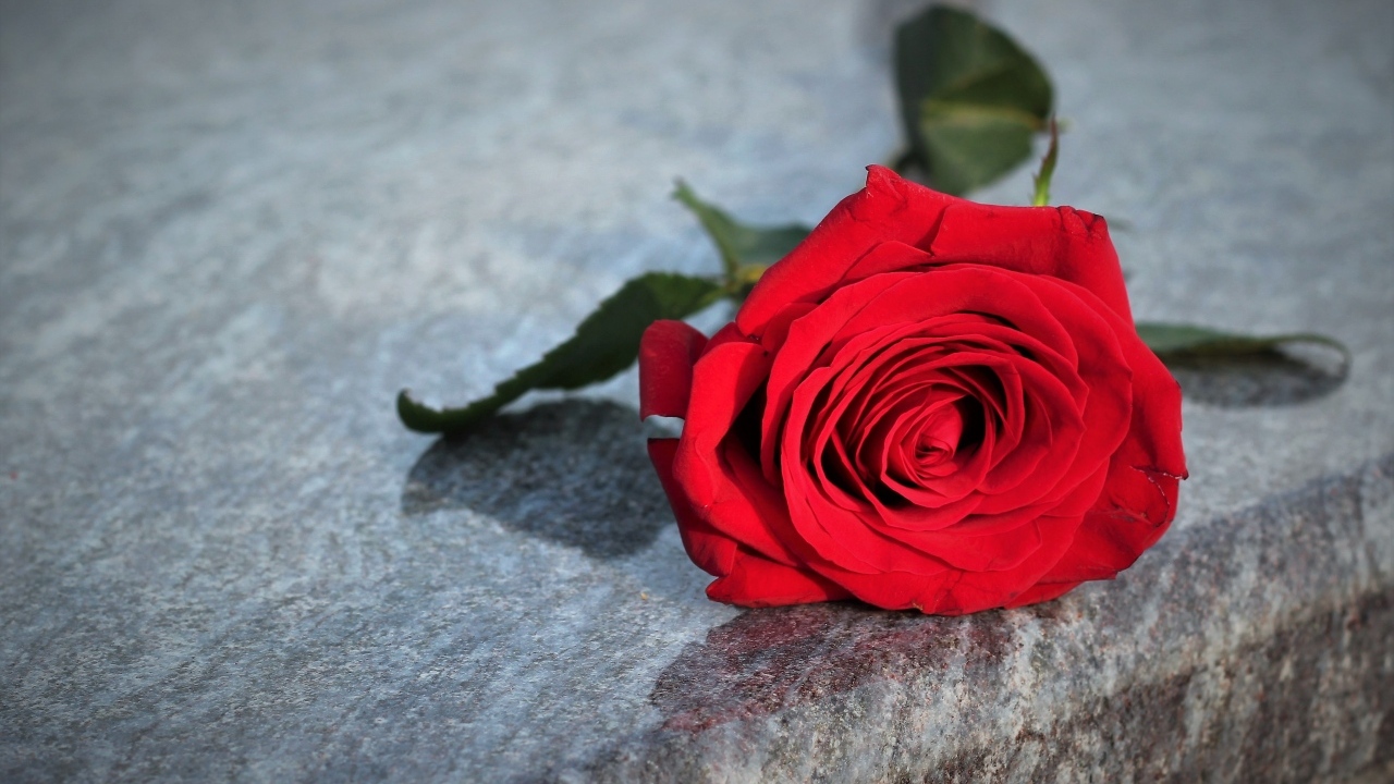 Красная роза лежит на серой гранитной плите