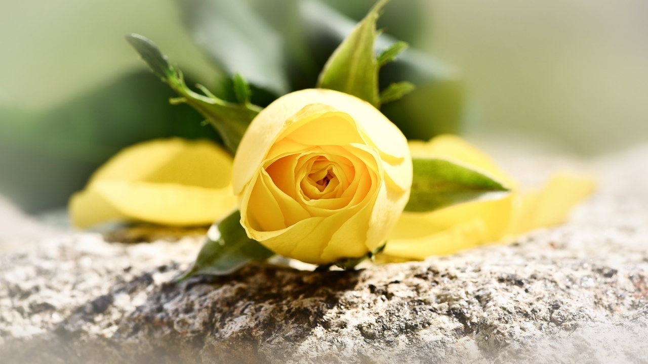 Желтая роза лежит на камне