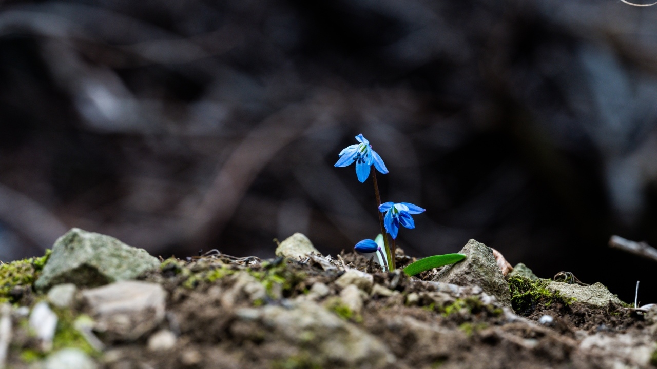 Голубые маленькие весенние цветы пролесок