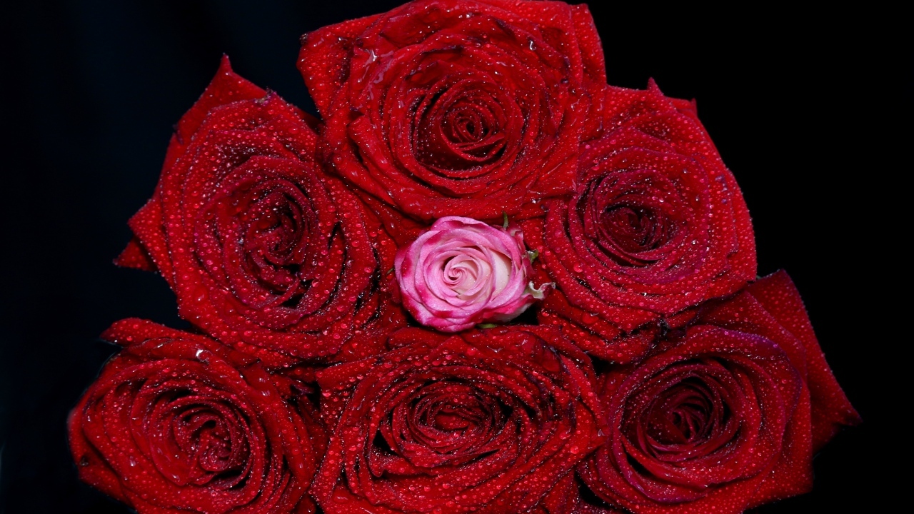 Букет красных роз в каплях воды на черном фоне
