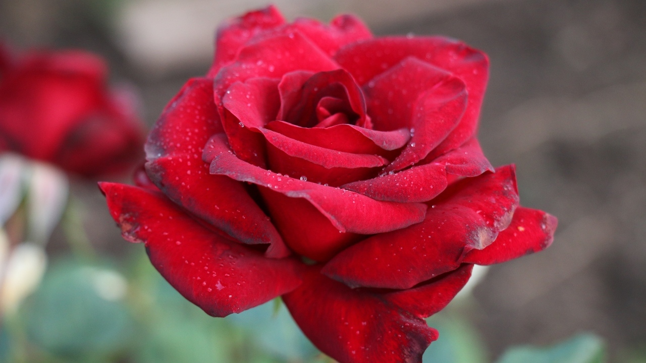 Бордовая чайная роза крупным планом