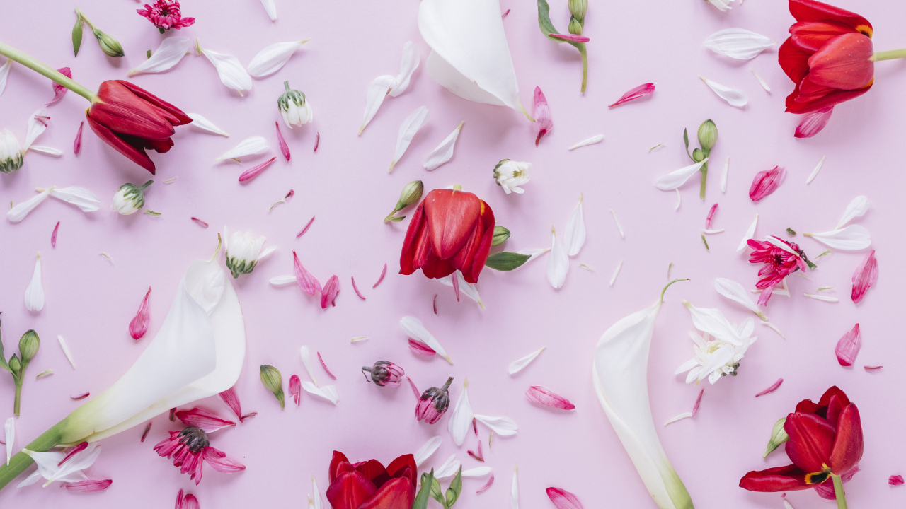 Цветы каллы с тюльпанами и лепестками хризантемы на розовом фоне