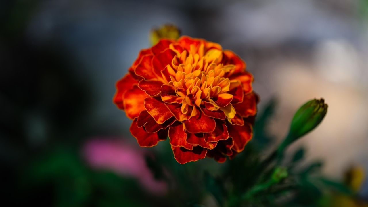 Цветок оранжевого ароматного бархатца крупным планом