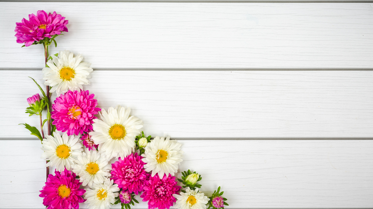 Декор из белых и розовых цветов астры на белом фоне