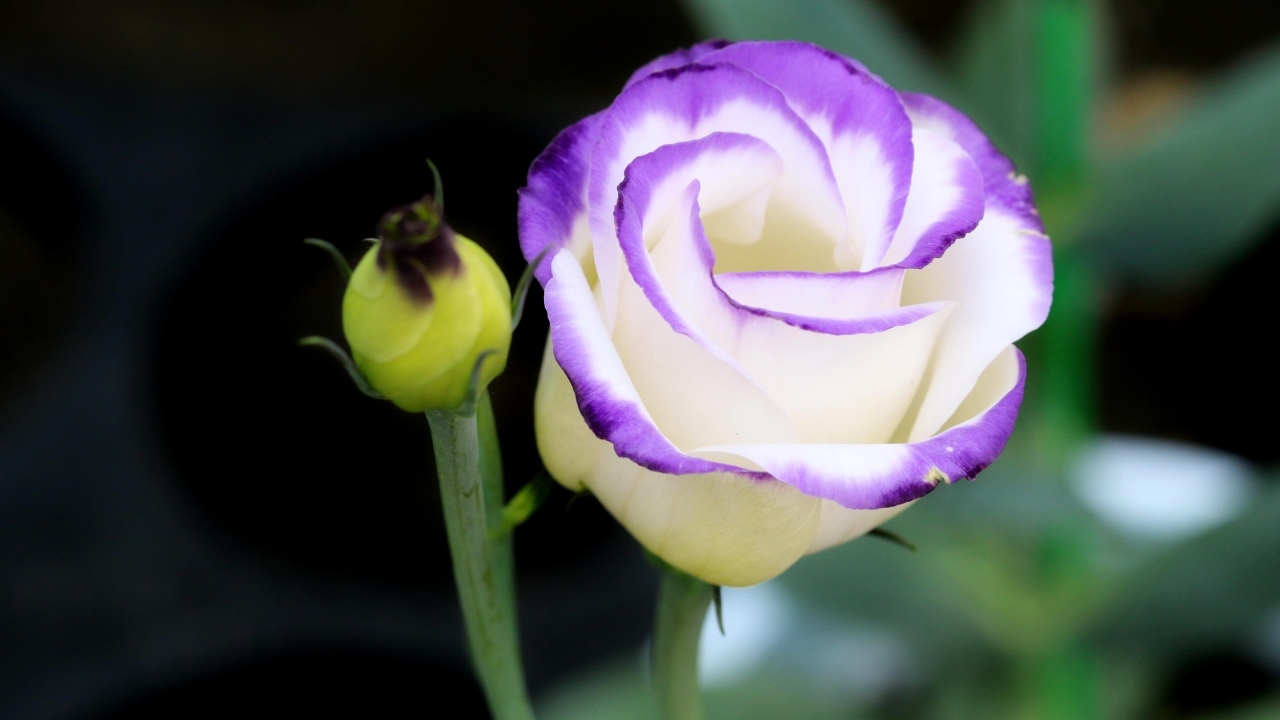 Нежный цветок эустомы с бутоном крупным планом