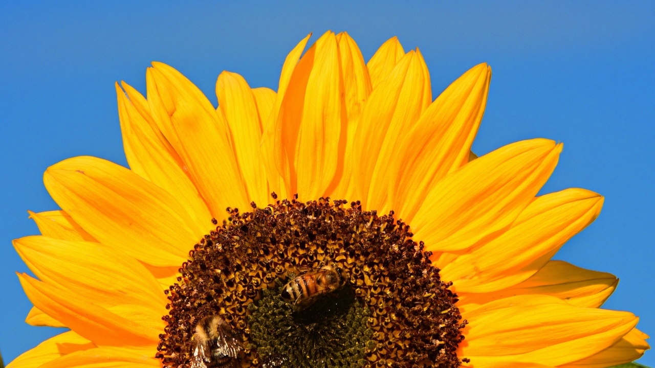 Половина цветка подсолнуха на голубом фоне