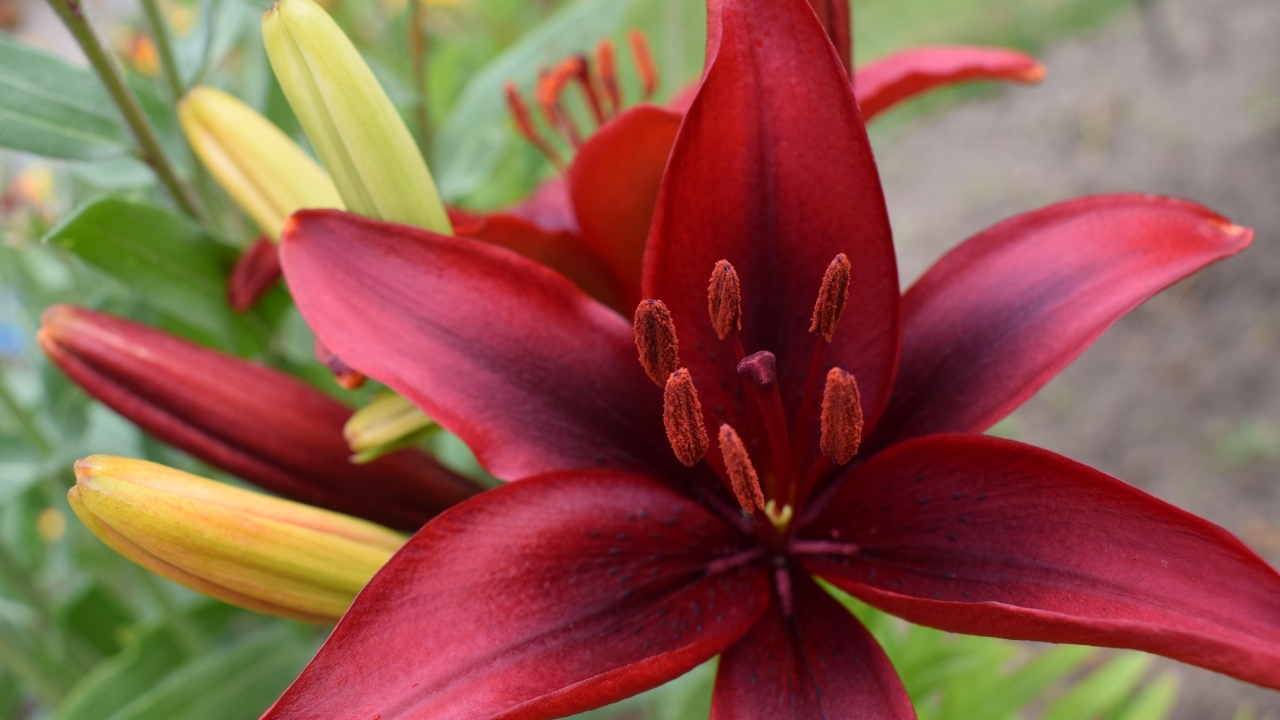 Большие красные лилии с бутонами на клумбе