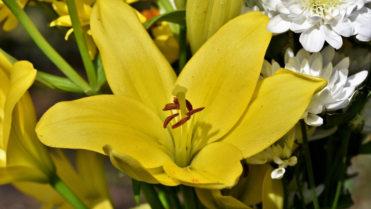 Крупные желтые лилии в букете с хризантемами