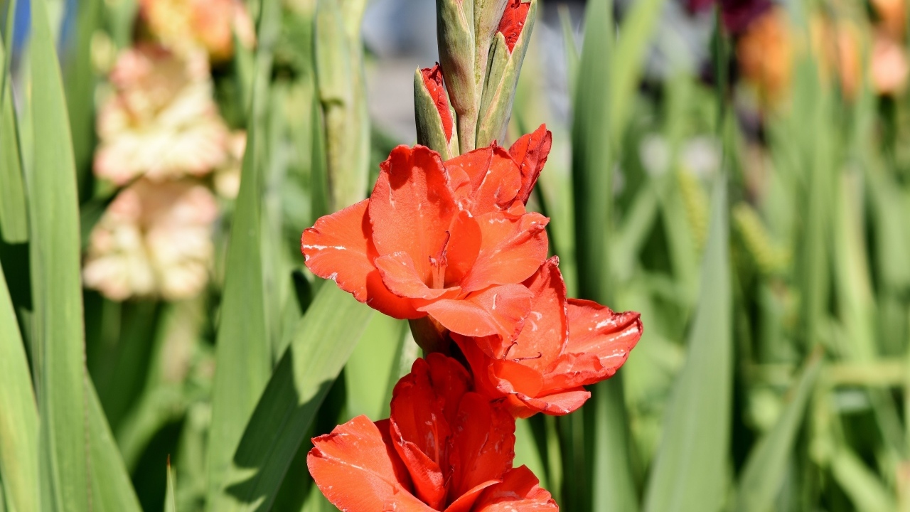 Распускающиеся красные ароматные цветы гладиолуса