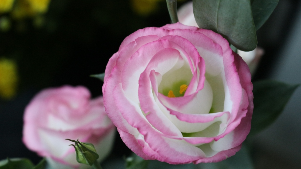 Розовые цветы эустома крупным планом