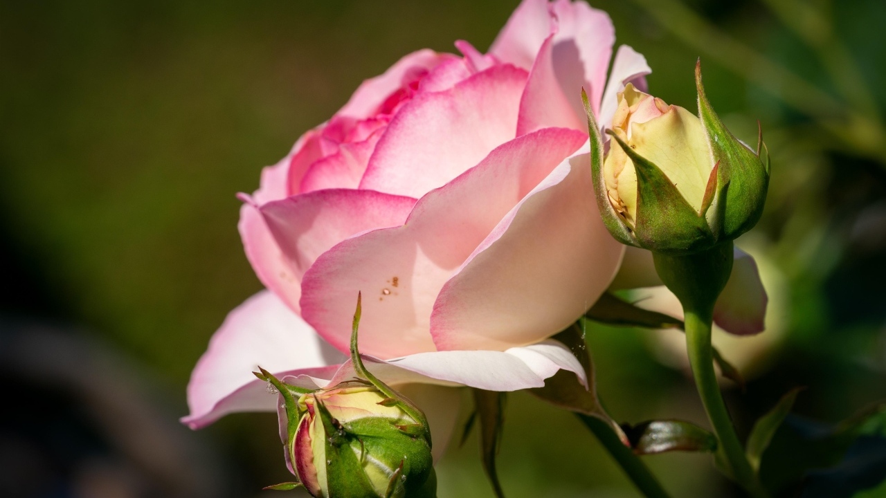 Розовая садовая роза с бутонами в лучах солнца