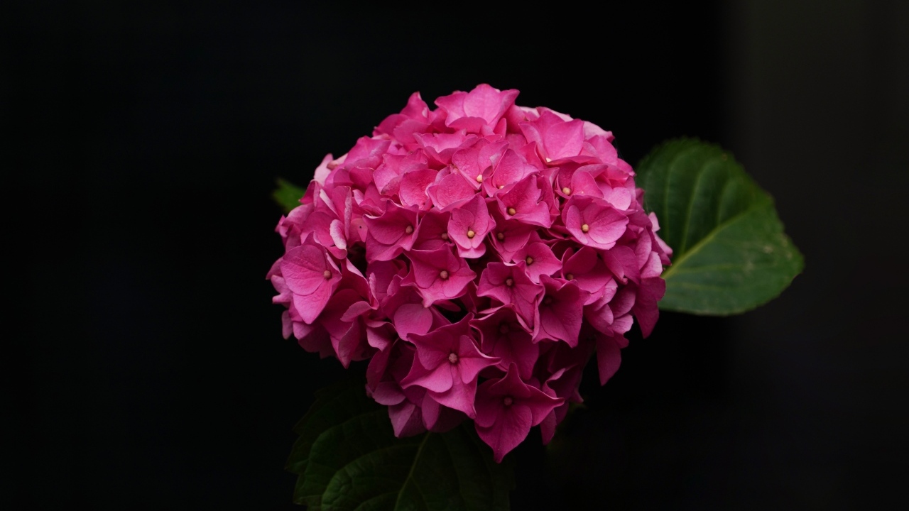 Розовая гортензия на черном фоне