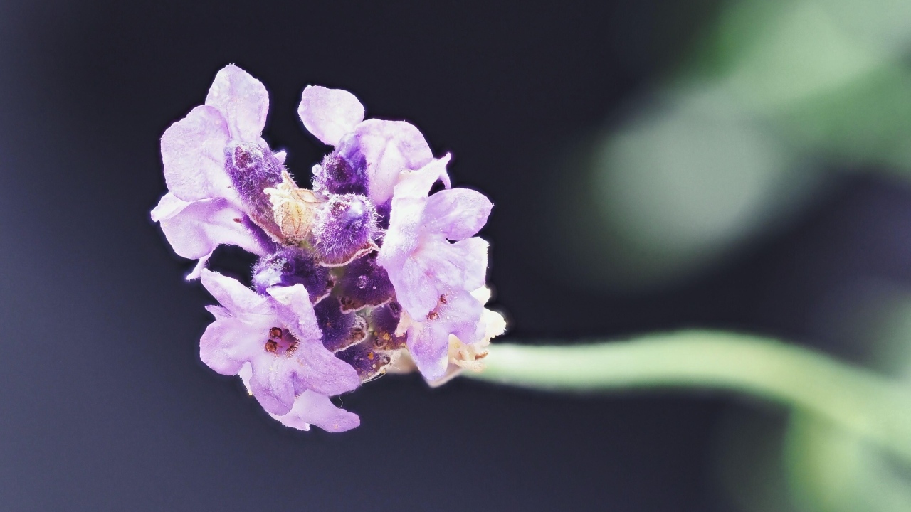 Розовый полевой цветок крупным планом