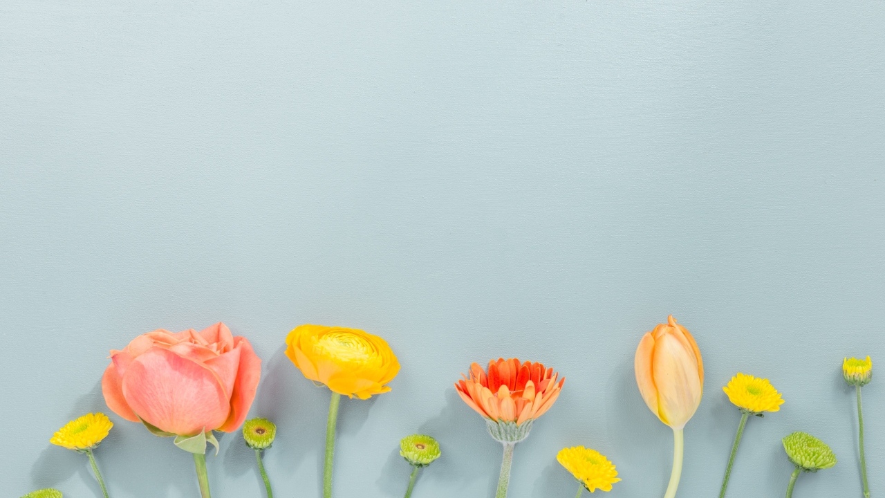 Роза, герберы и тюльпан на сером фоне