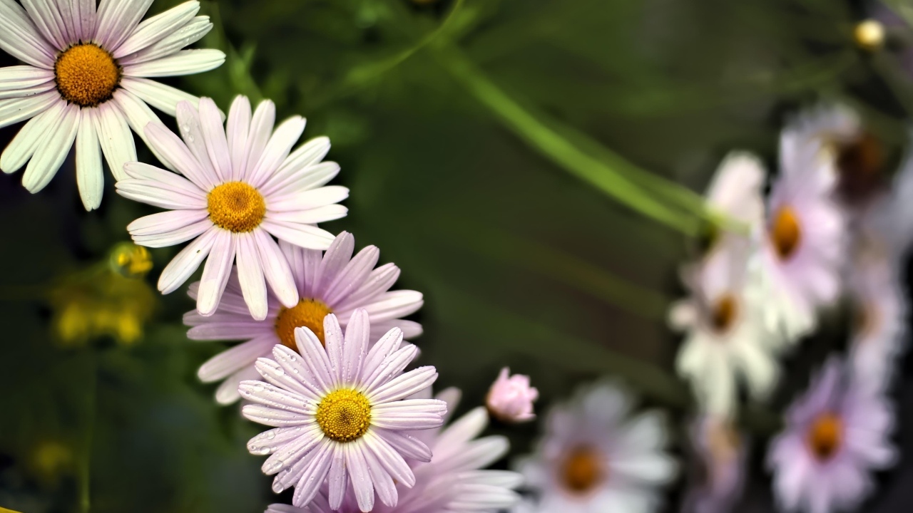 Маленькие белые ромашки для фона